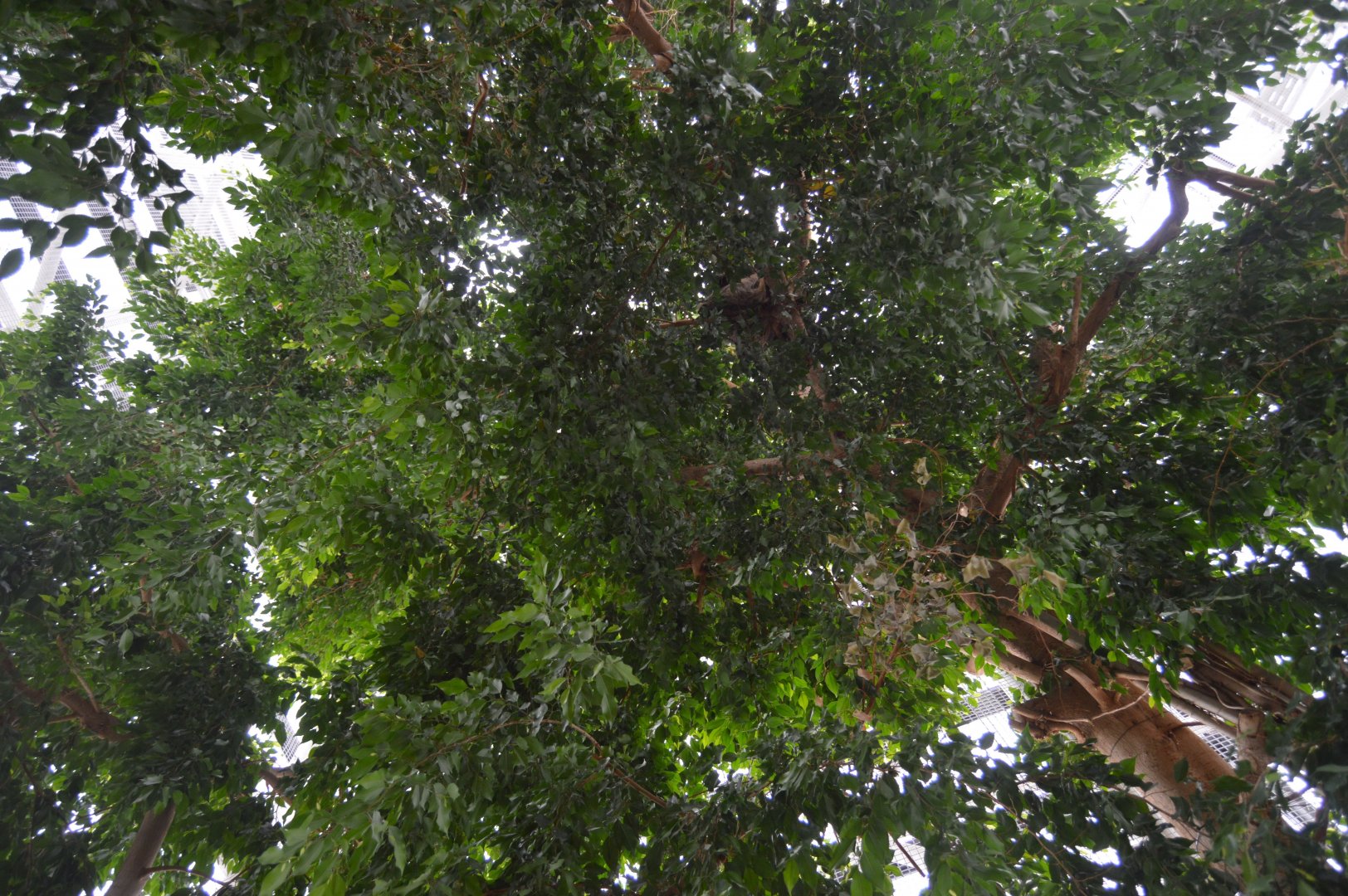 Upland Tropical Rainforest - Spot the Sloth