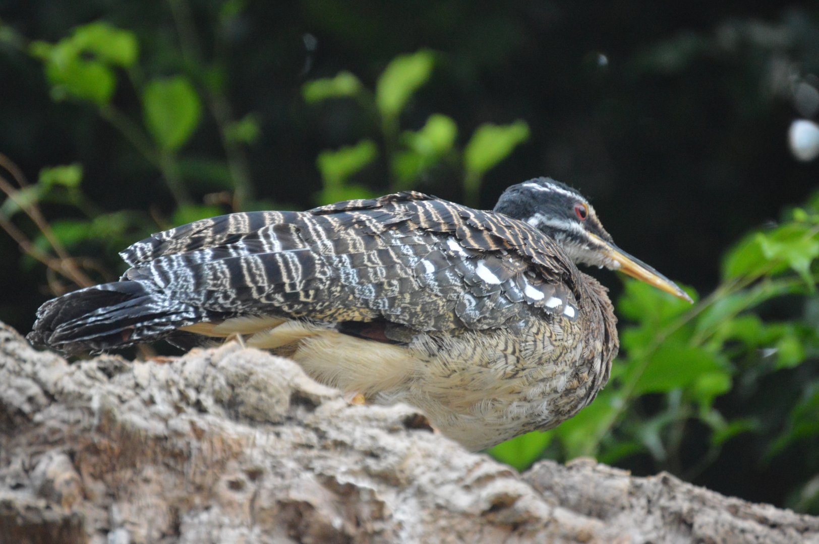 Upland Tropical Rainforest - Sunbittern (Eurypyga helias)
