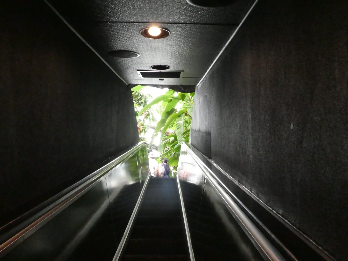 Upland Tropical Rainforest; View up the escalator