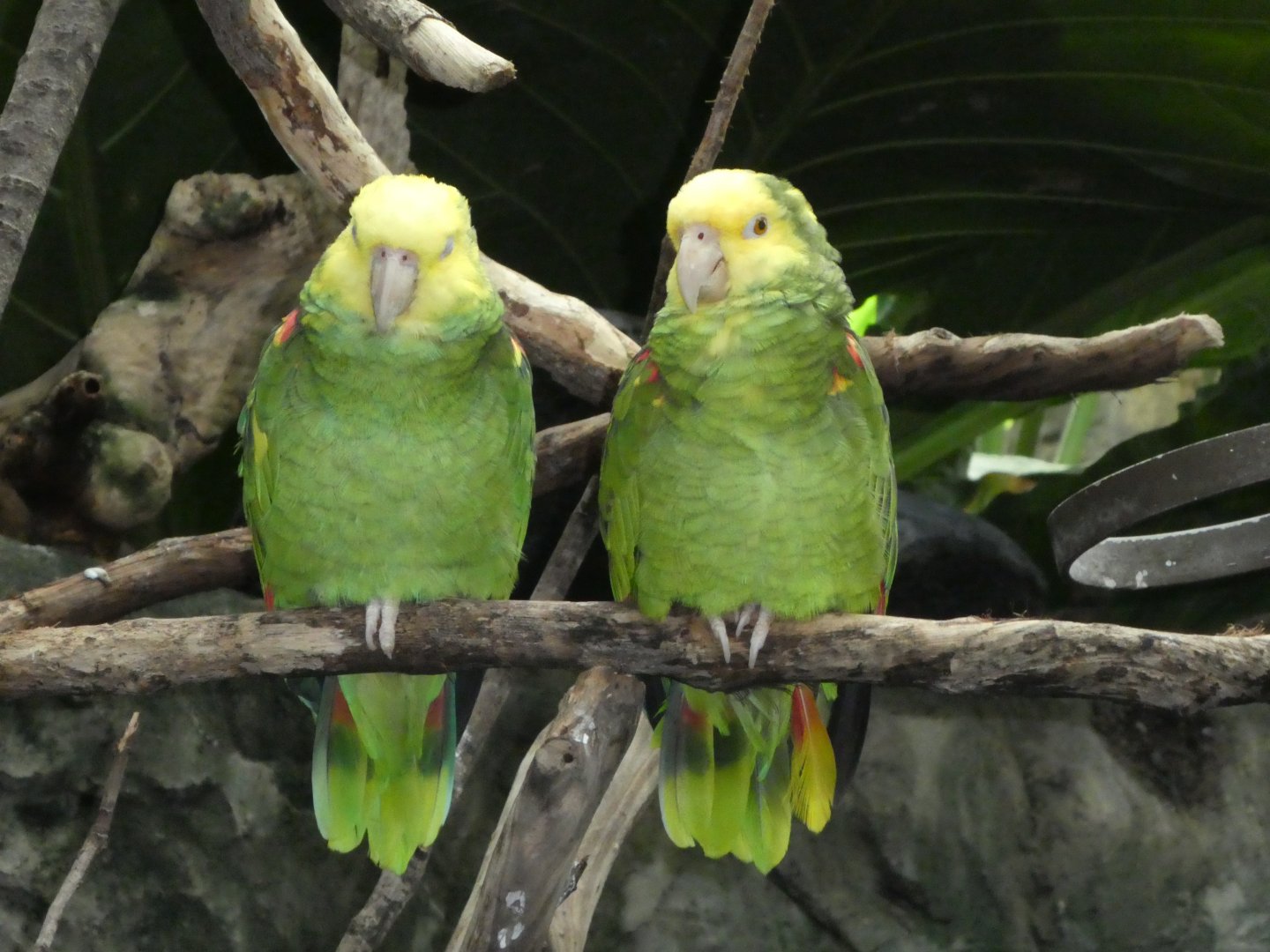 Upland Tropical Rainforest; Yellow-headed Amazon