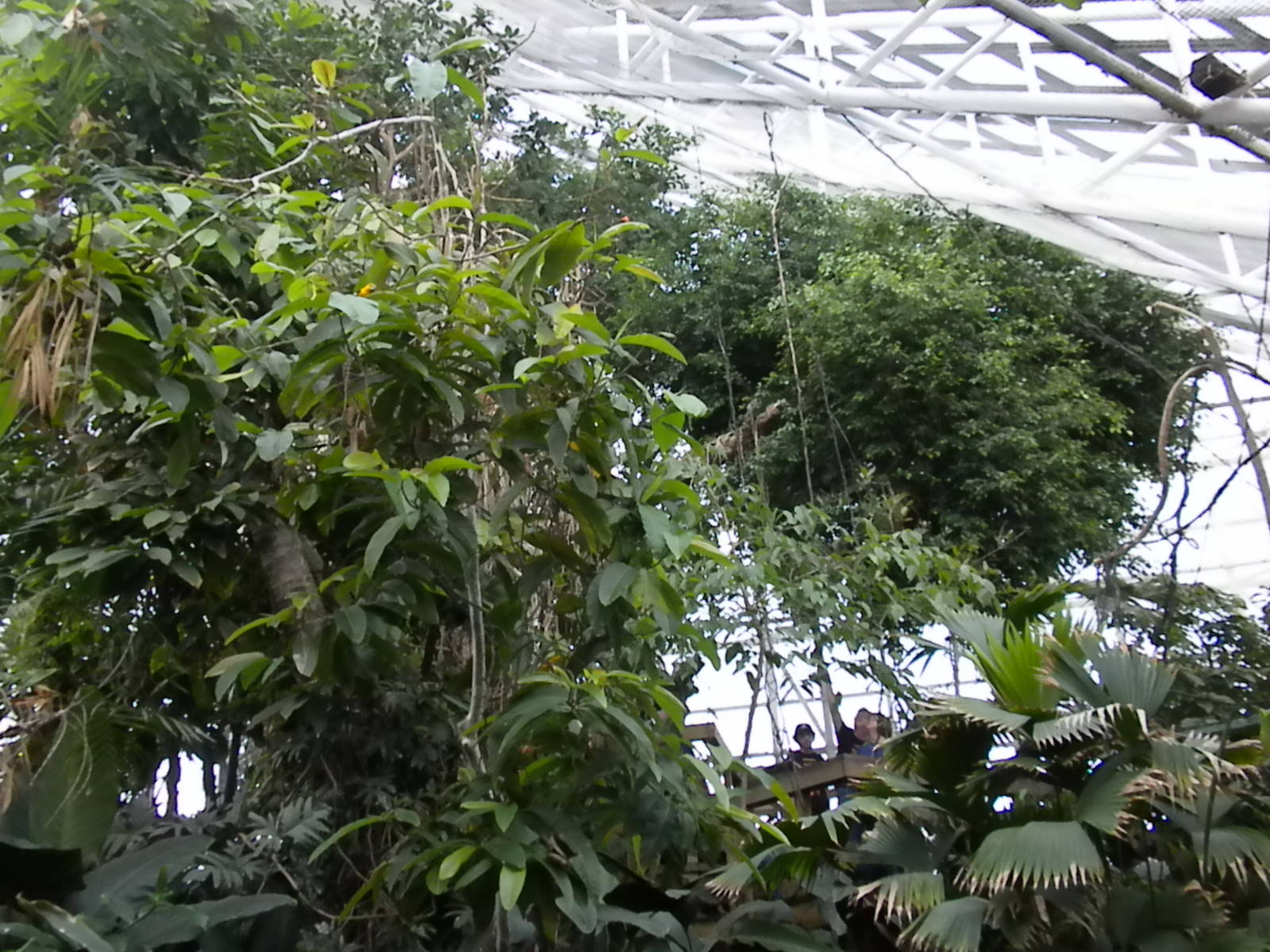 Upland Tropical Rainforest