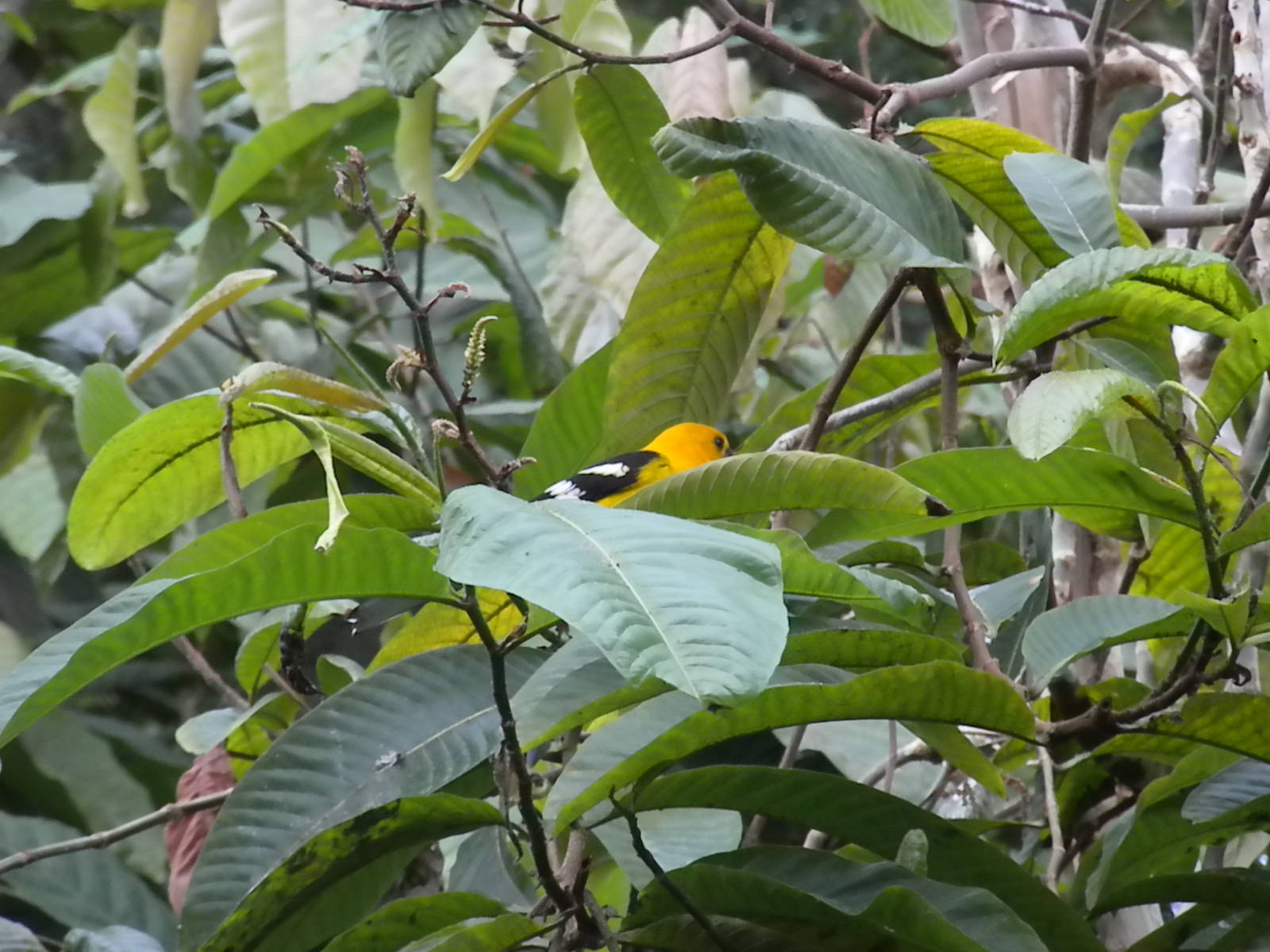 Upland Tropical Rainforest