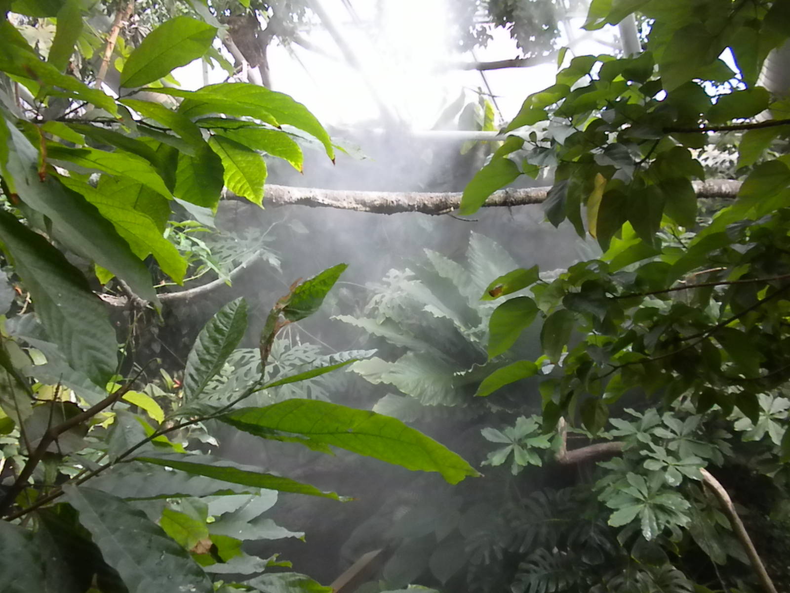 Upland Tropical Rainforest