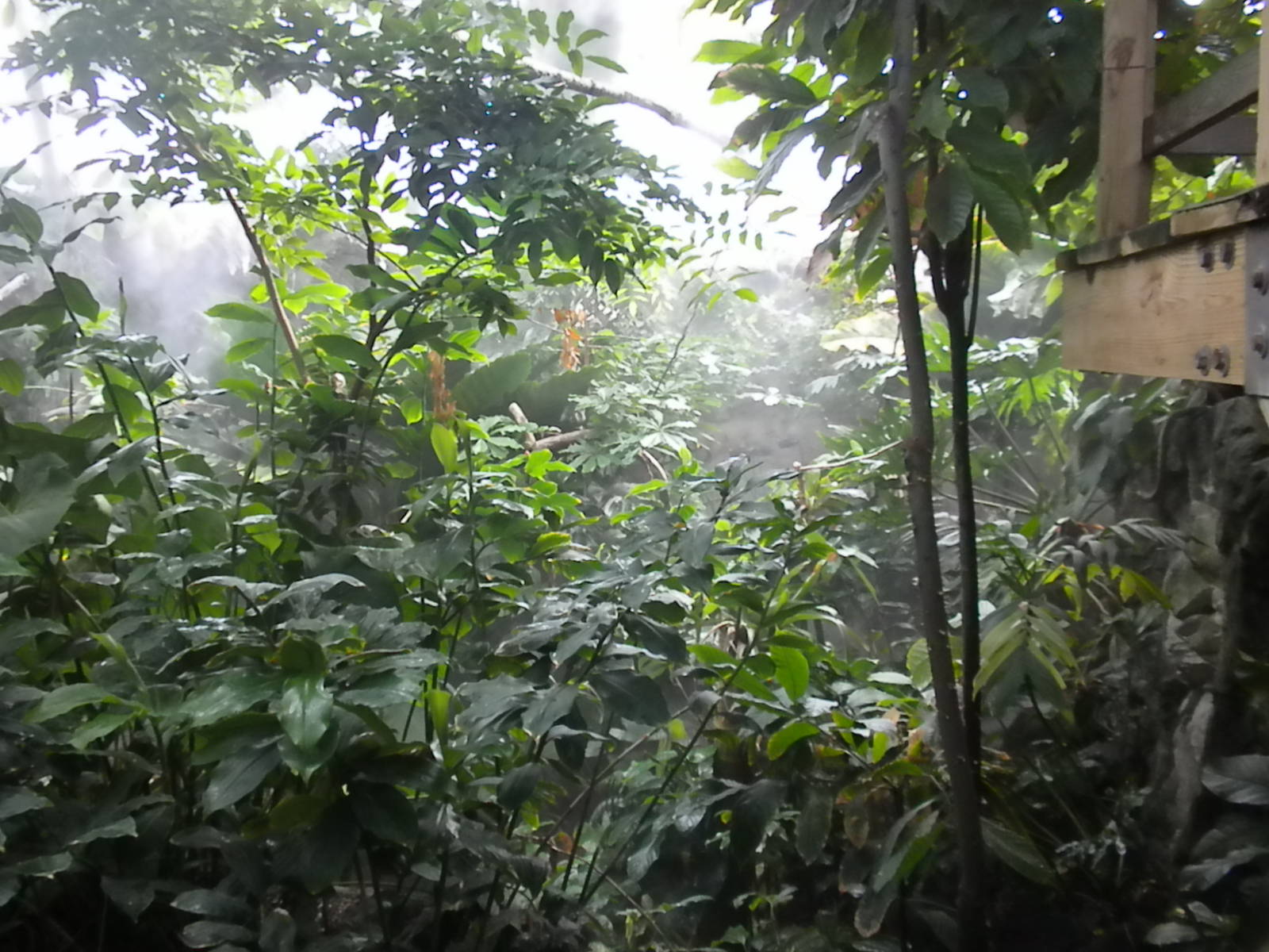 Upland Tropical Rainforest
