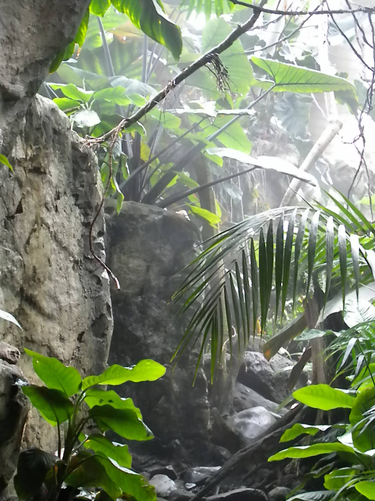 Upland Tropical Rainforest