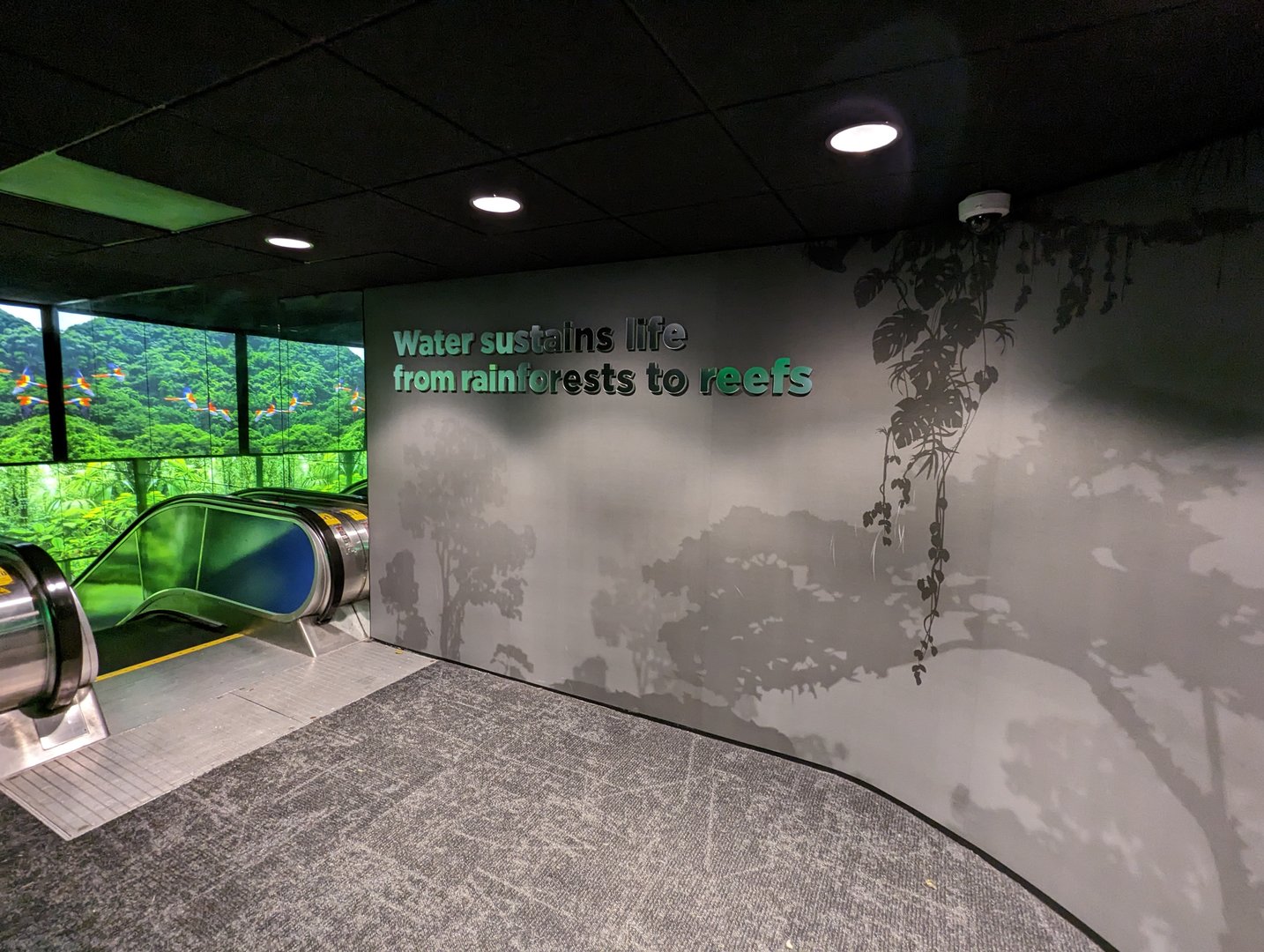 Upland Tropical Rainforest