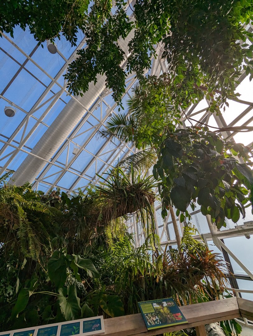 Upland Tropical Rainforest