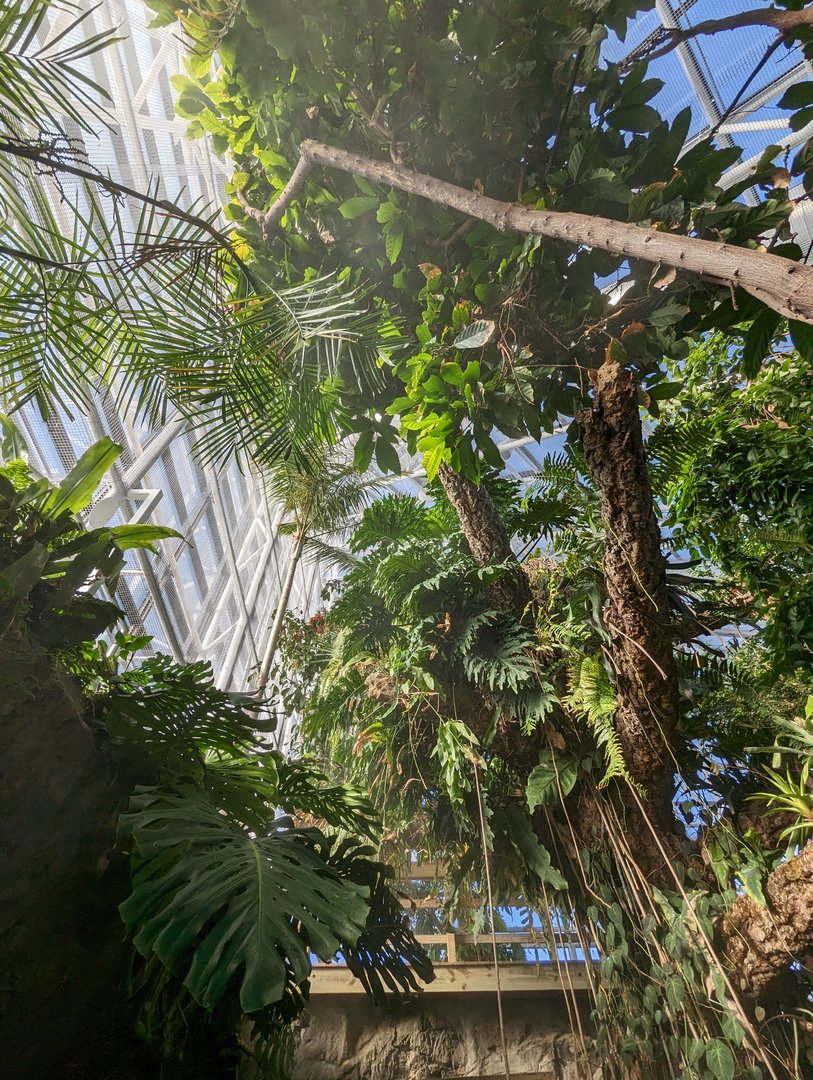 Upland Tropical Rainforest