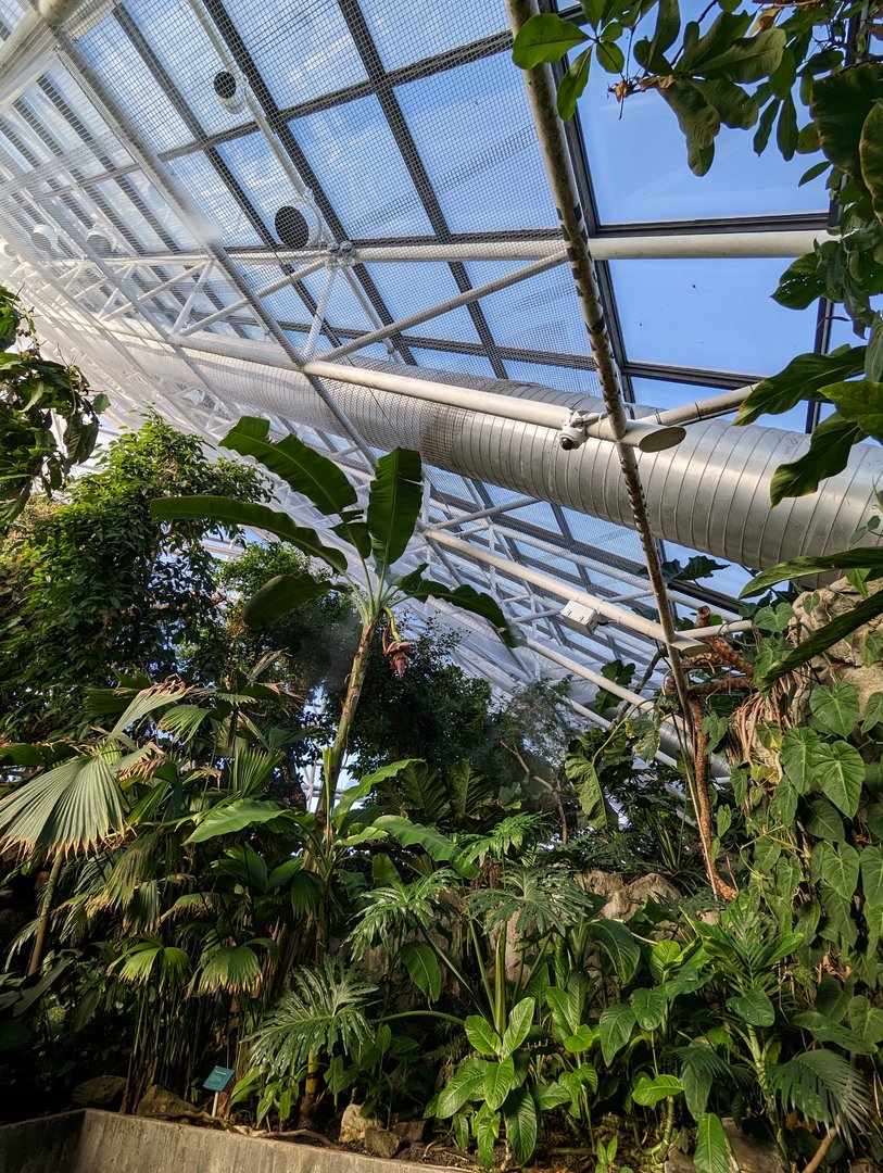 Upland Tropical Rainforest