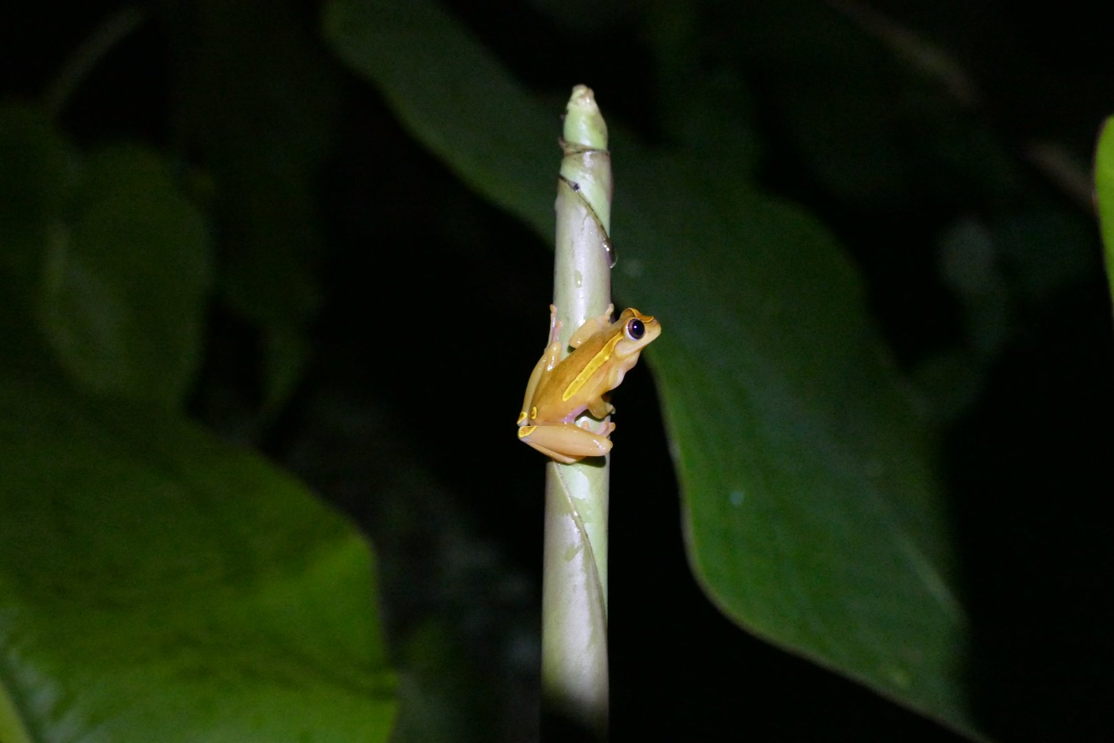 Upper Amazon treefrog
