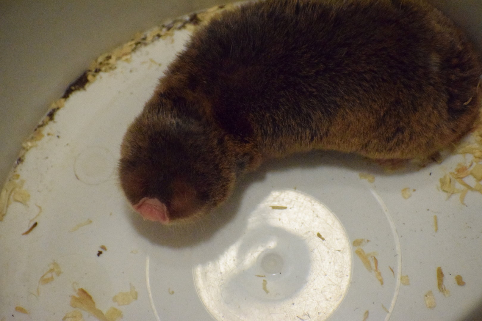 Upper Galilee Mountains blind mole-rat (Spalax galili) - University of South Bohemia