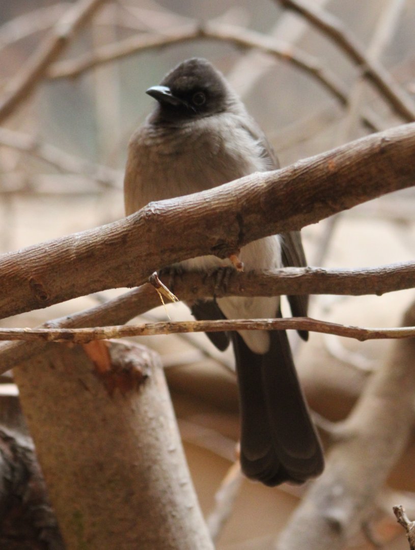 Upper Guinea bulbul - Pycnonotus barbatus inornatus