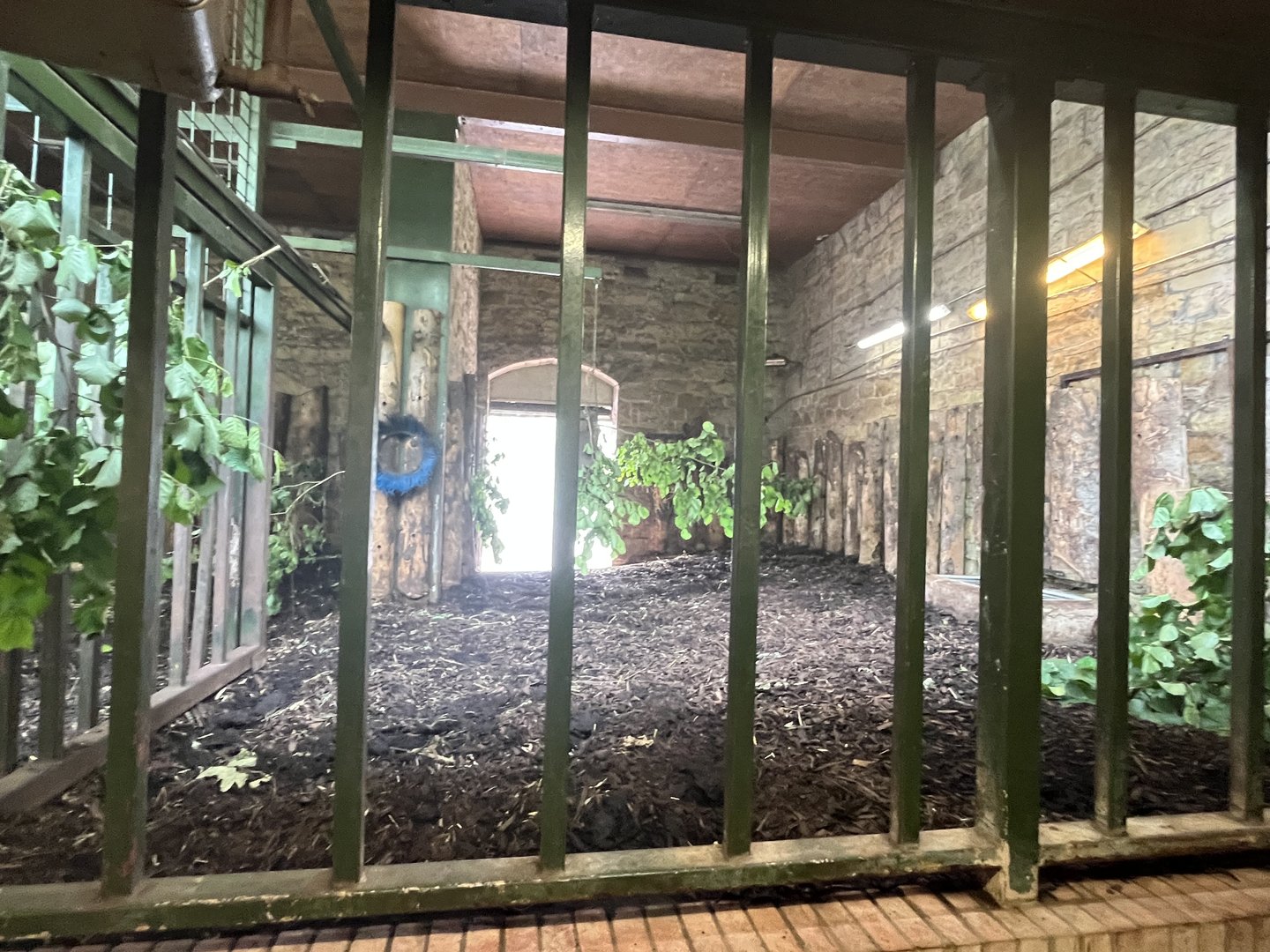 Upper Indian rhino indoors 17.7.23