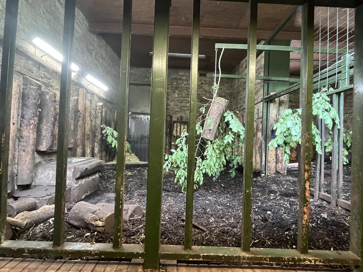 Upper Indian rhino indoors 17.7.23