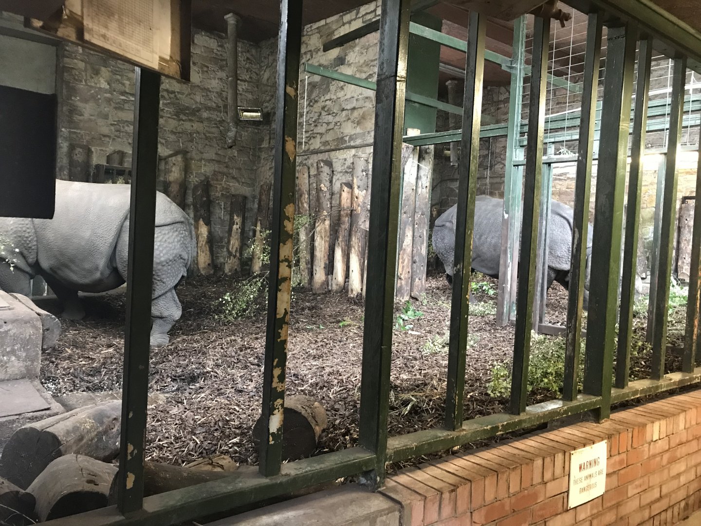 Upper Indian rhino indoors