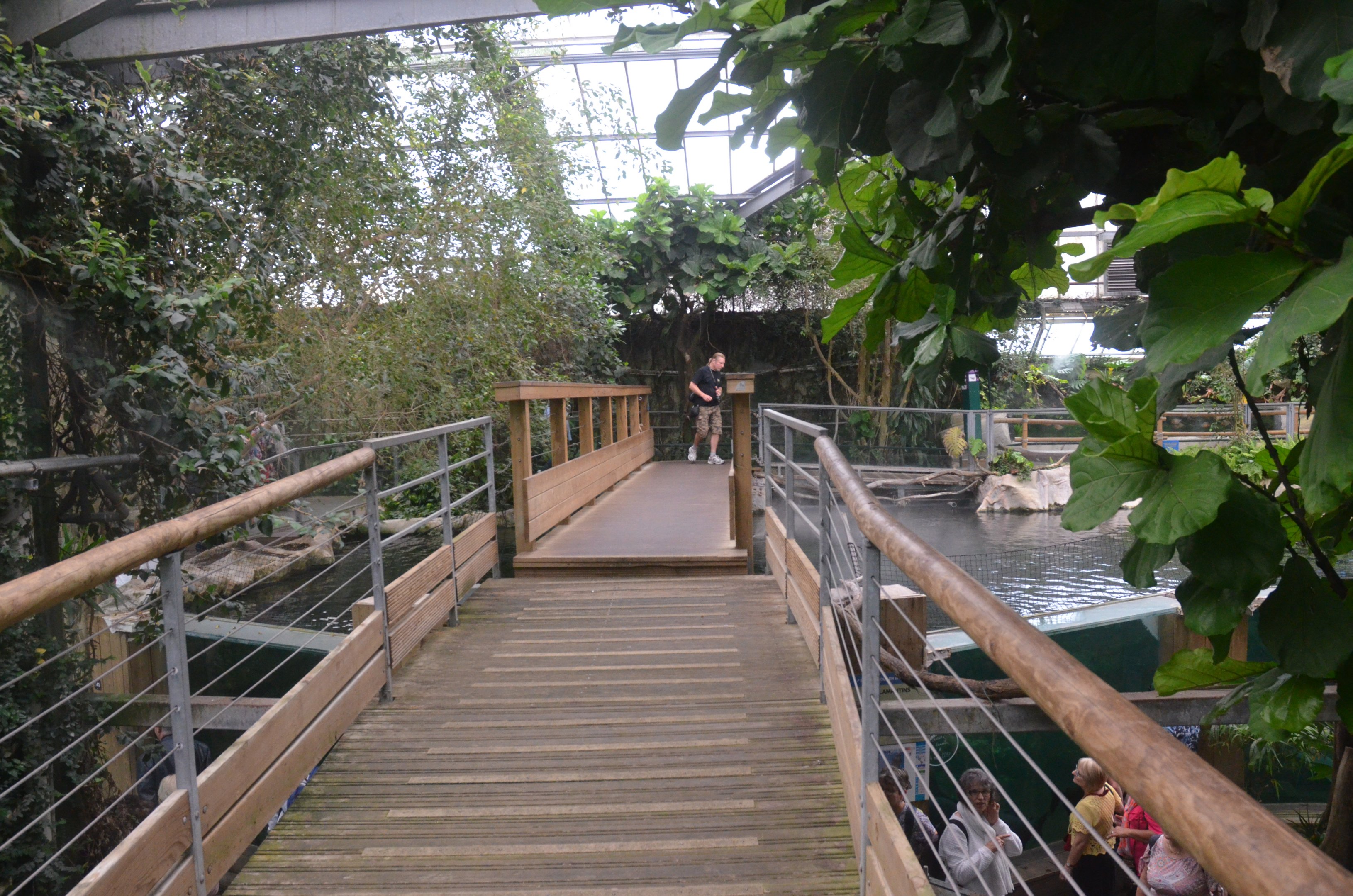 Upper Level Manatee Viewing at Beauval, 12/06/18