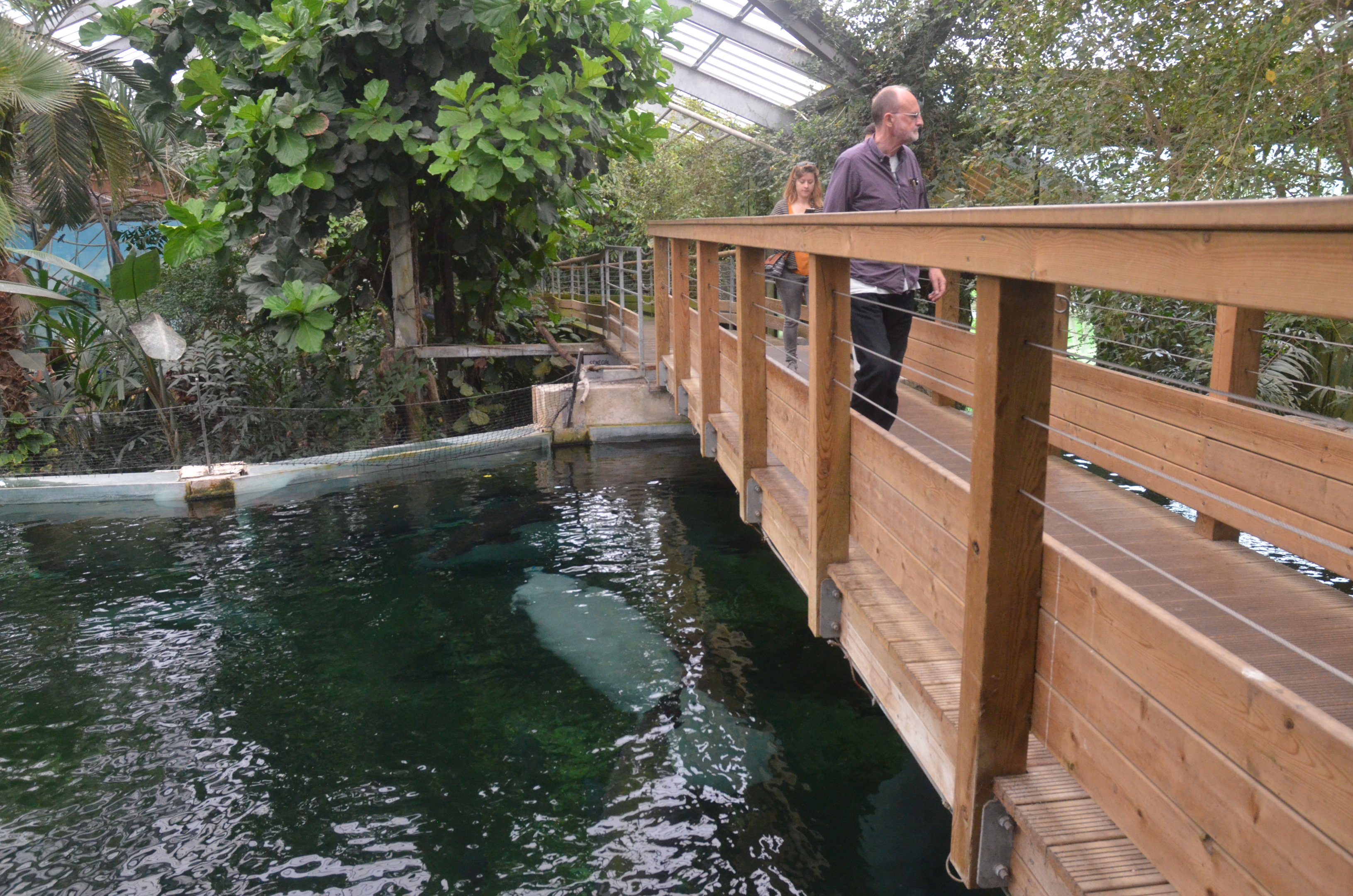 Upper Level Manatee Viewing at Beauval, 12/06/18