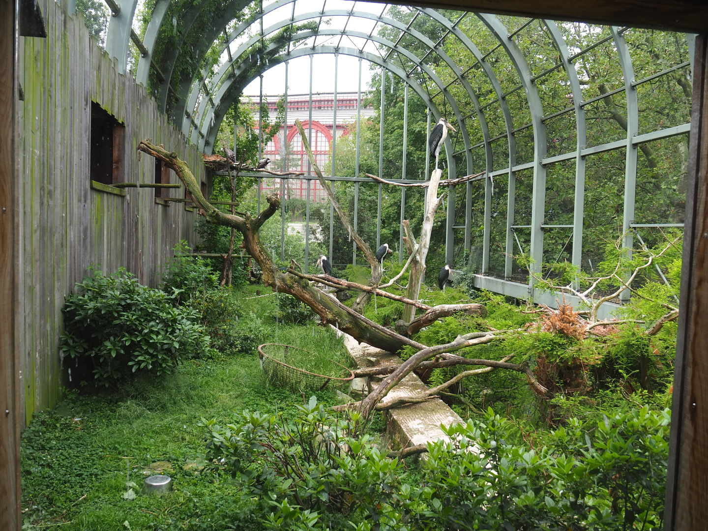 Upper level of the Marabou/vulture aviary, on the roof of the hippopotamus house, 2021-06-12