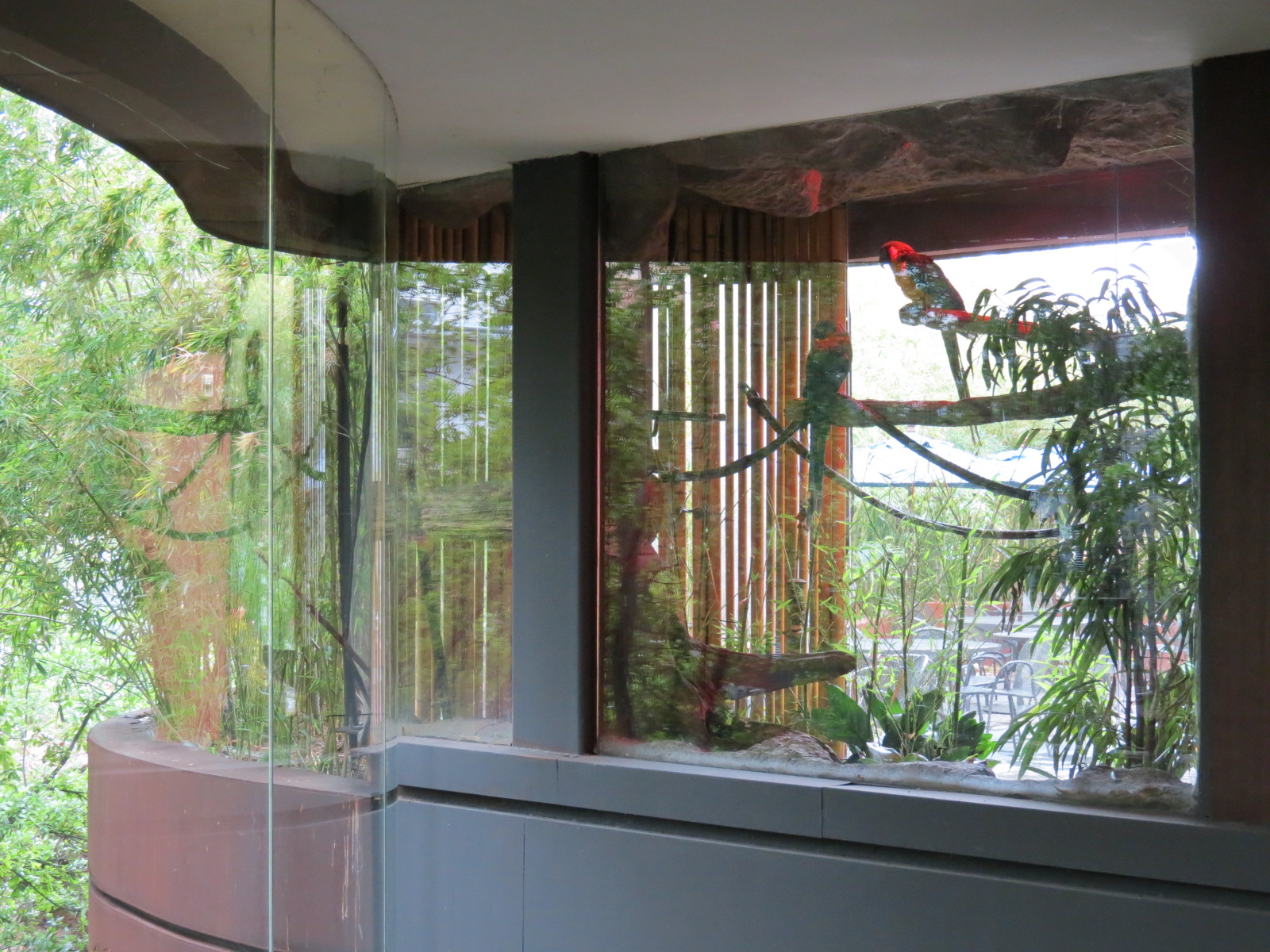 Upper Lobby - Blue and Gold Macaw Exhibit