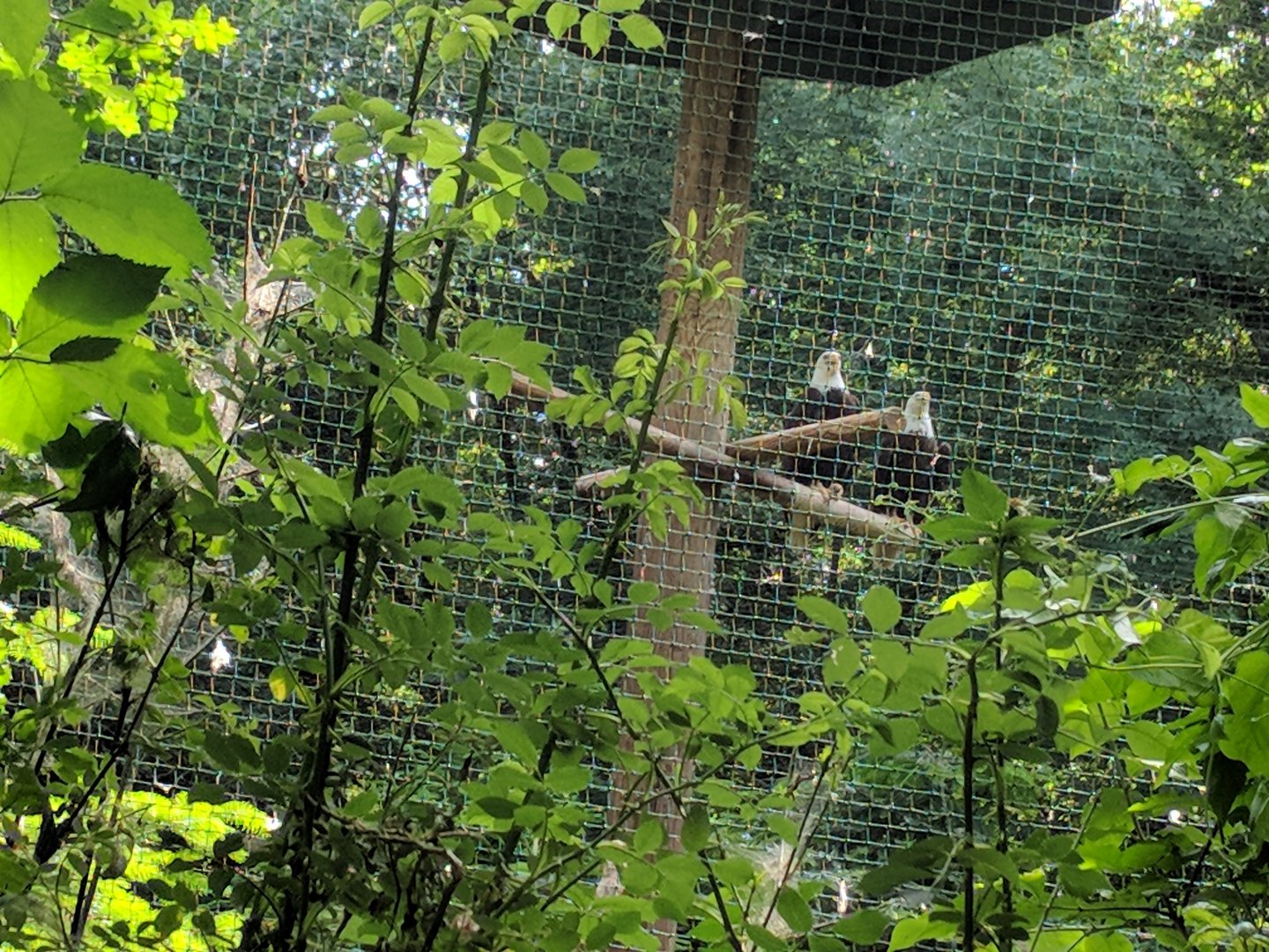Upper Part of the Bald Eagle Aviary