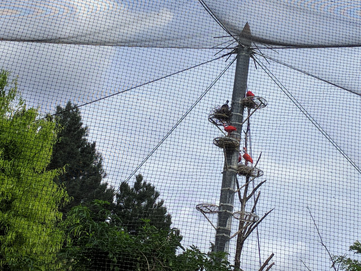 Upper Part of the South American Wetlands Aviary