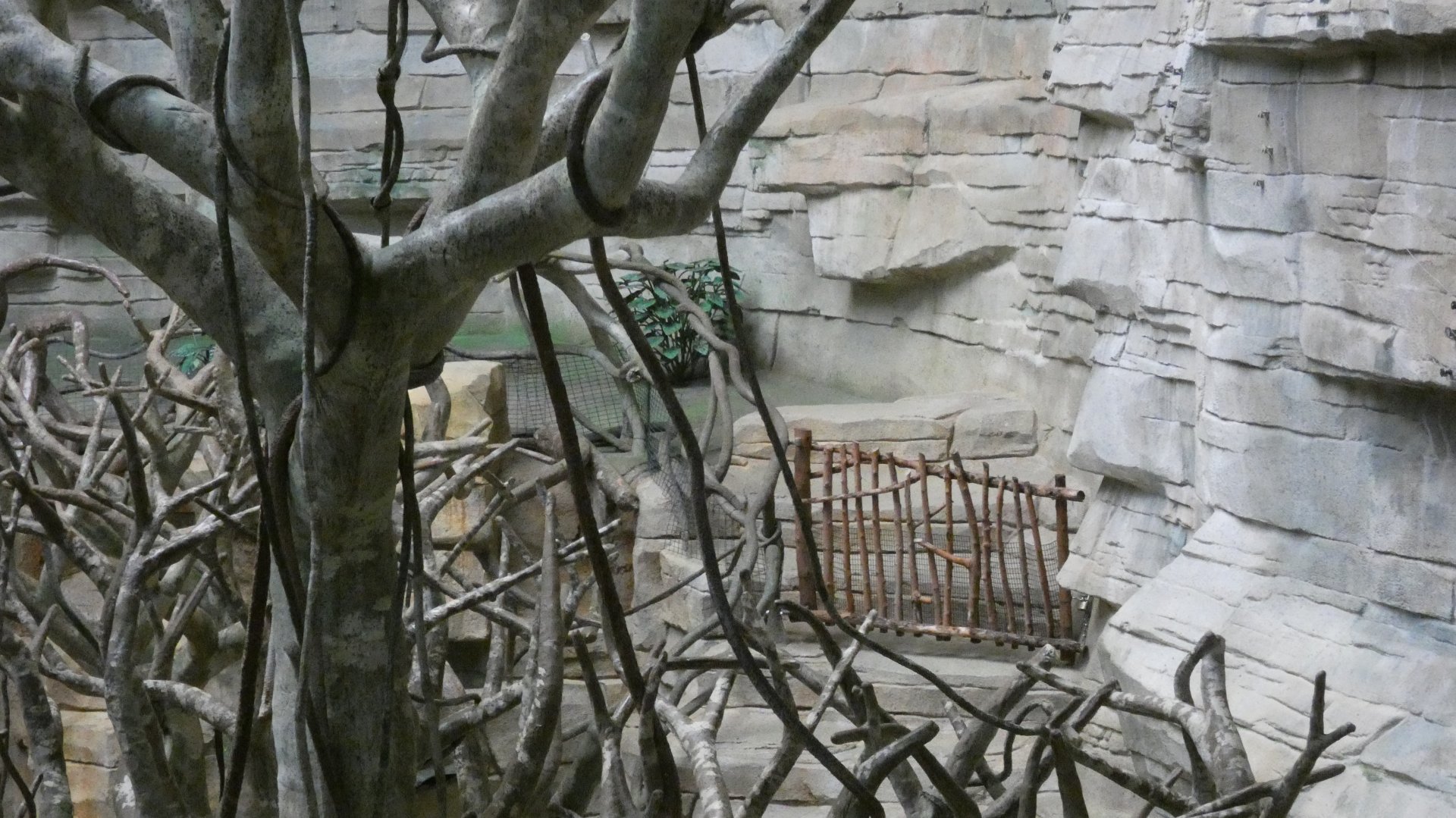 Upper portion accessible to Giant Anteater blocked off? - Feb. 2022