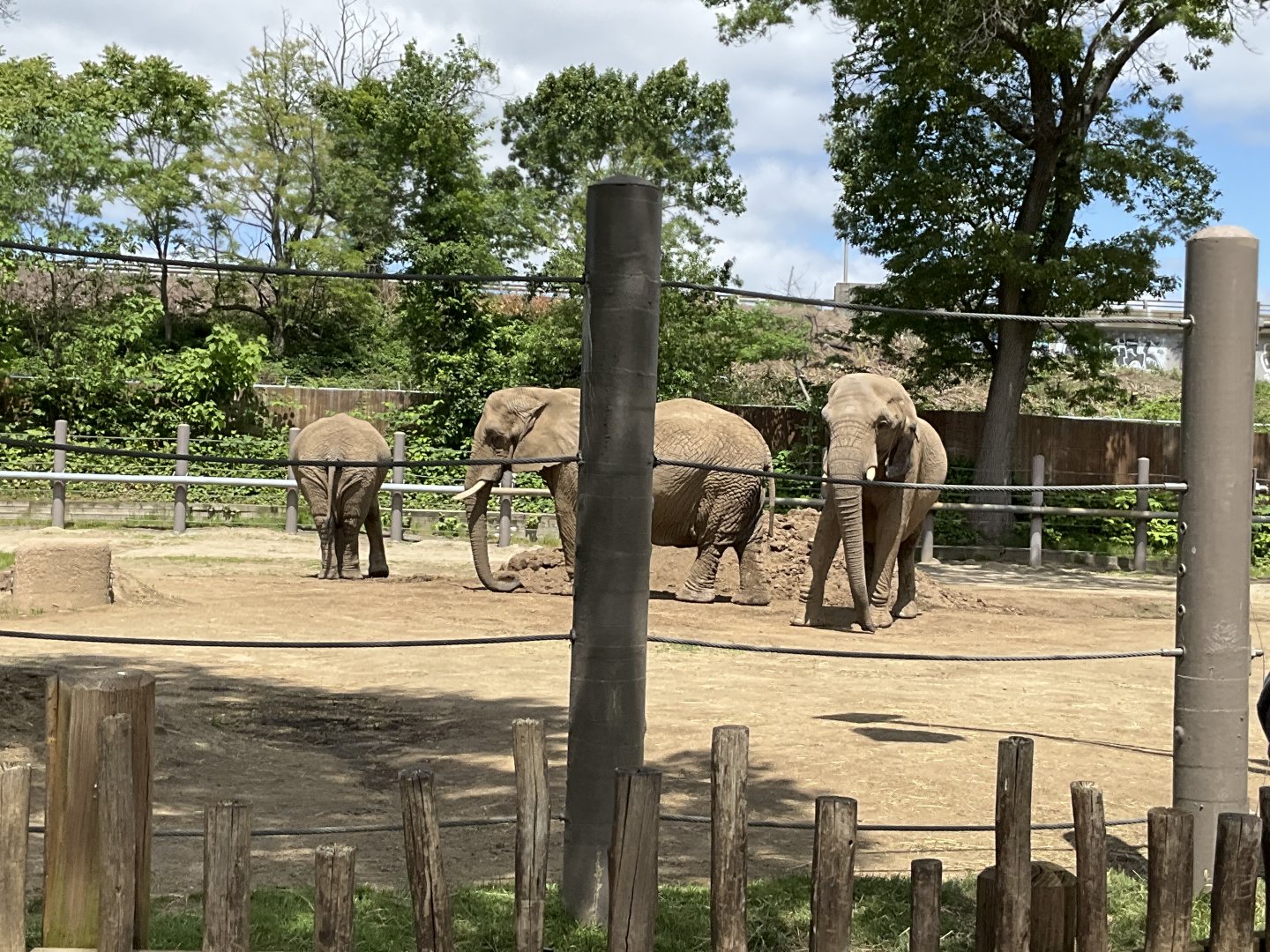 Upper Savanna - African Elephant