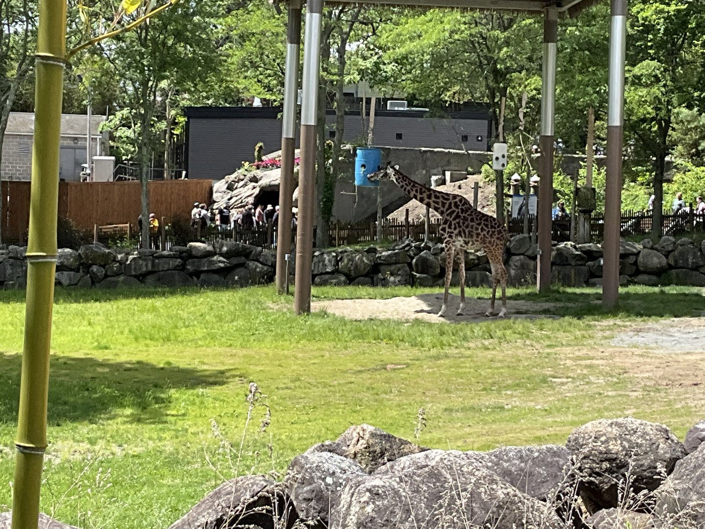 Upper Savanna - Maasai Giraffe