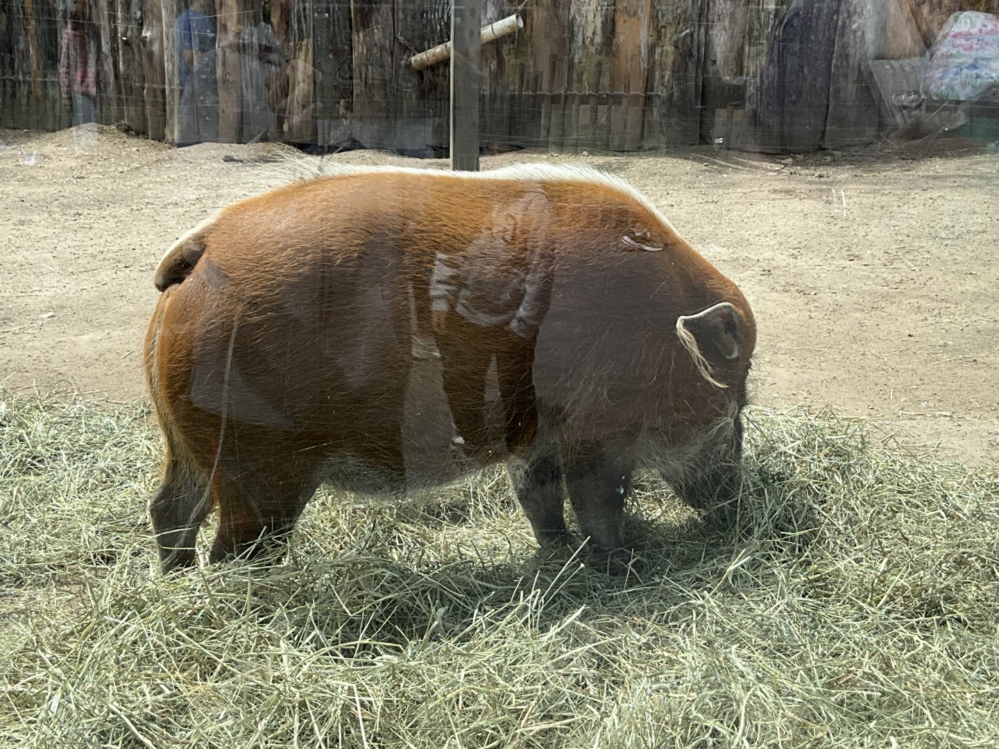 Upper Savanna - Red River Hog