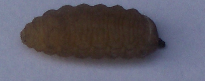 UPPER SERFACE OFUNKNOWN LARVA