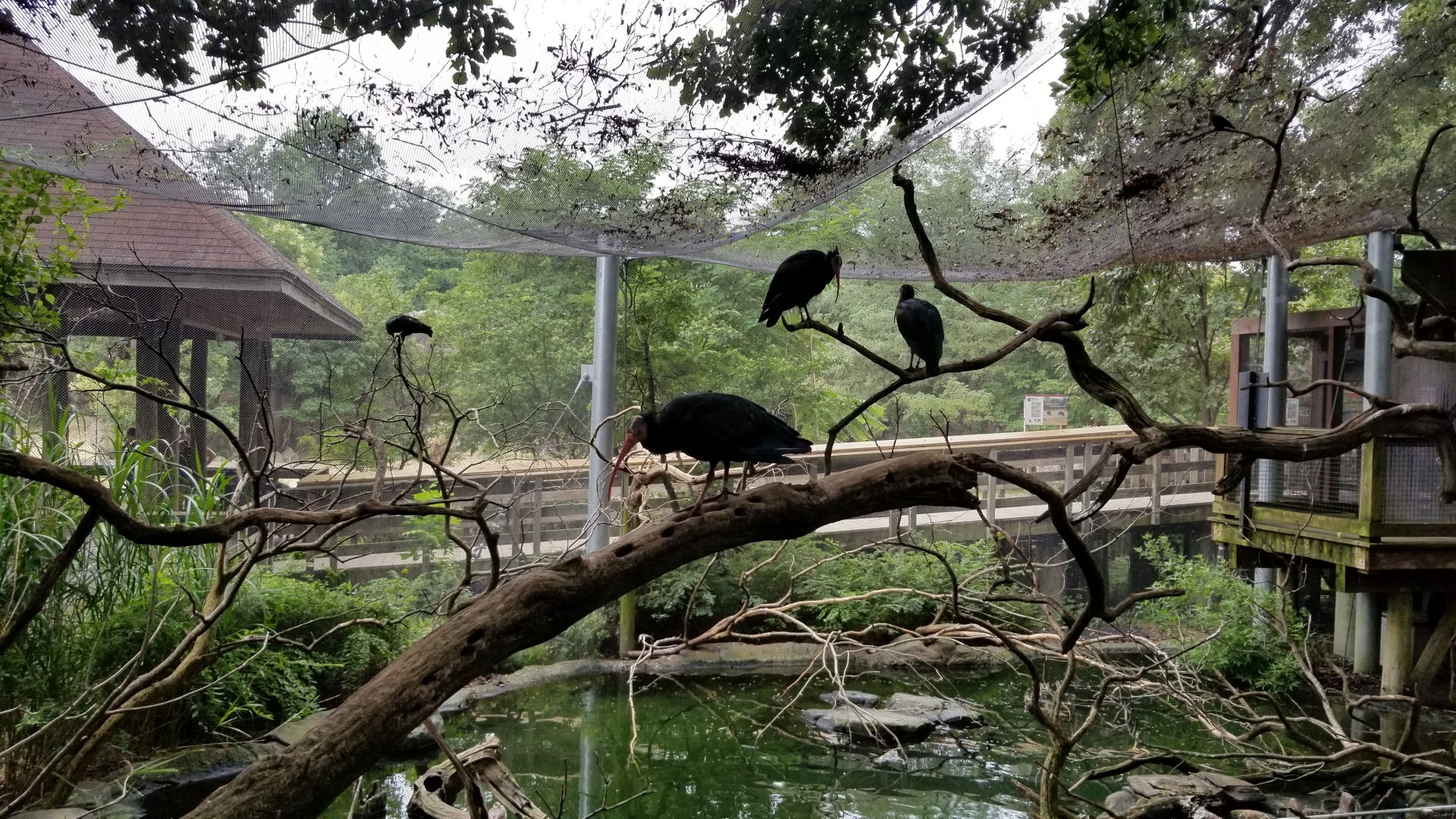 Upper view of African aviary