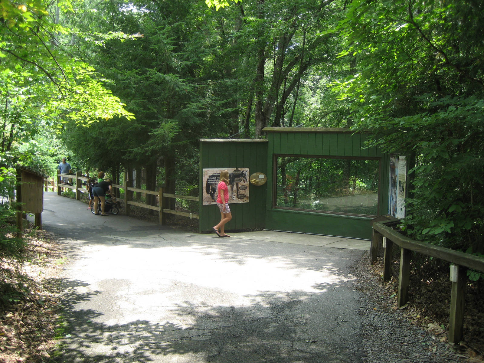 upper view of gray wolf exhbit