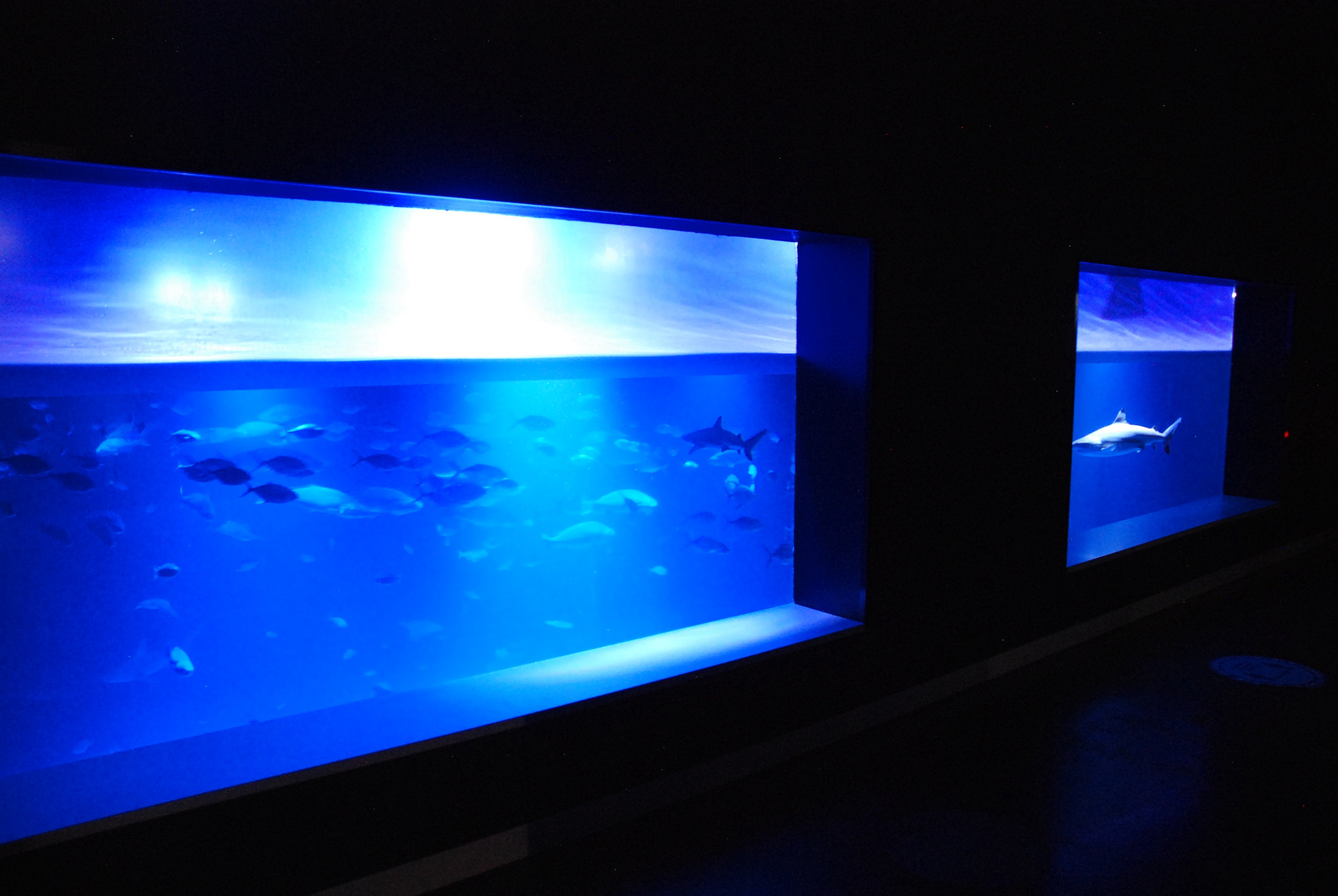 Upper View of Main Tank at Atlantis Aquarium Madrid, 20th May 2022