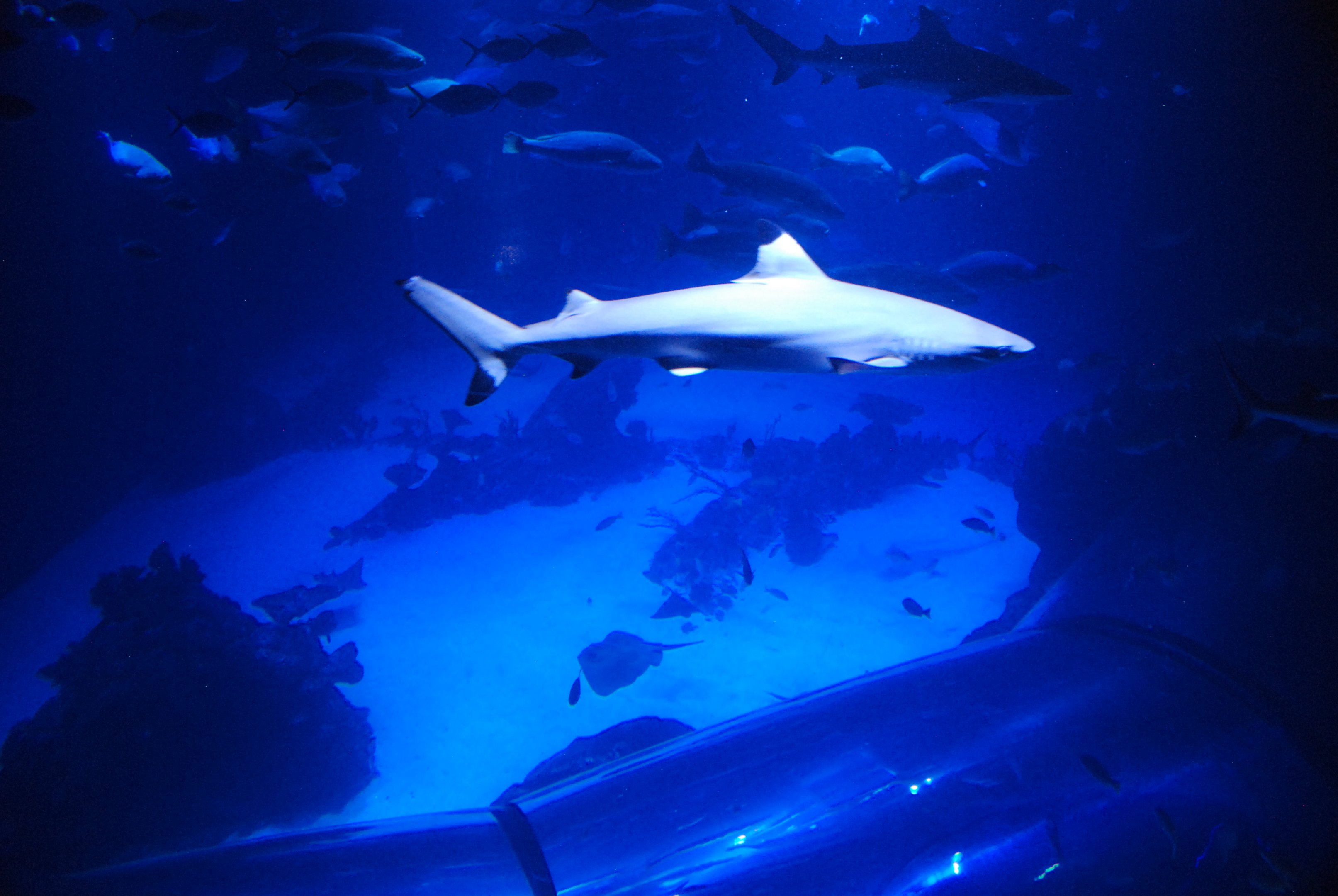 Upper View of Main Tank at Atlantis Aquarium Madrid, 20th May 2022