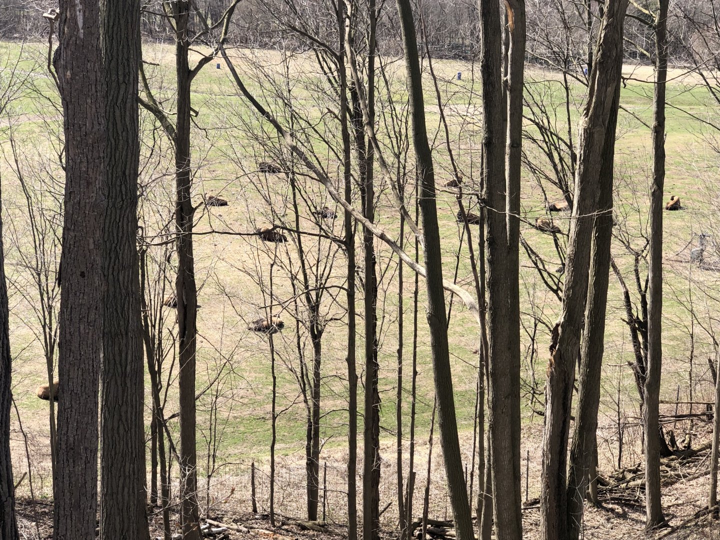 Upper view of the Bison herd