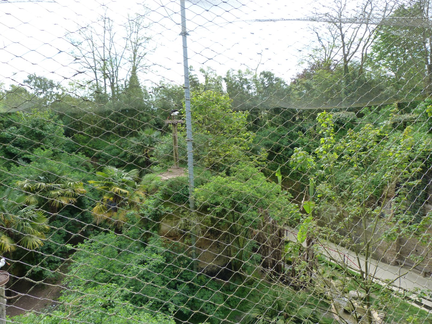 Upper view of the European aviary -Bioparc de Doué la Fontaine (2025)
