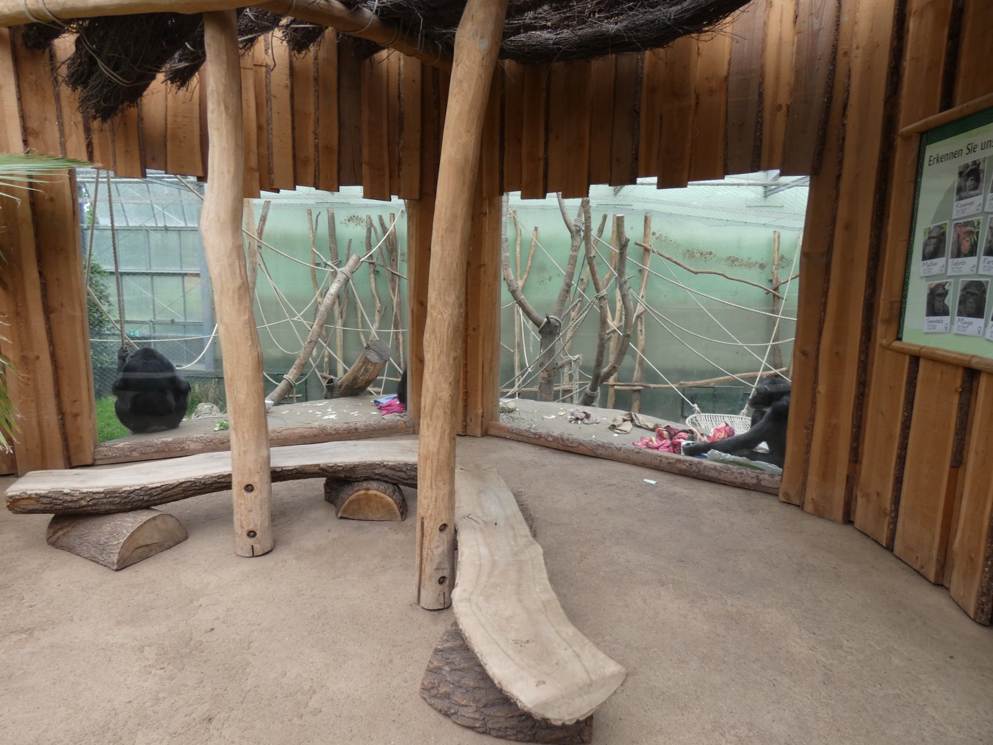 Upper-viewing for Chimpanzee enclosure