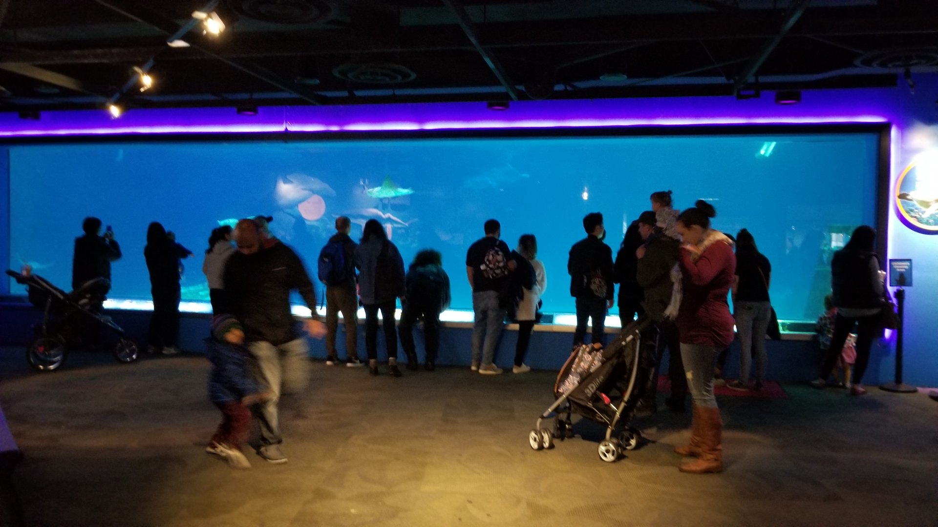 Upper viewing window for hammerhead tank