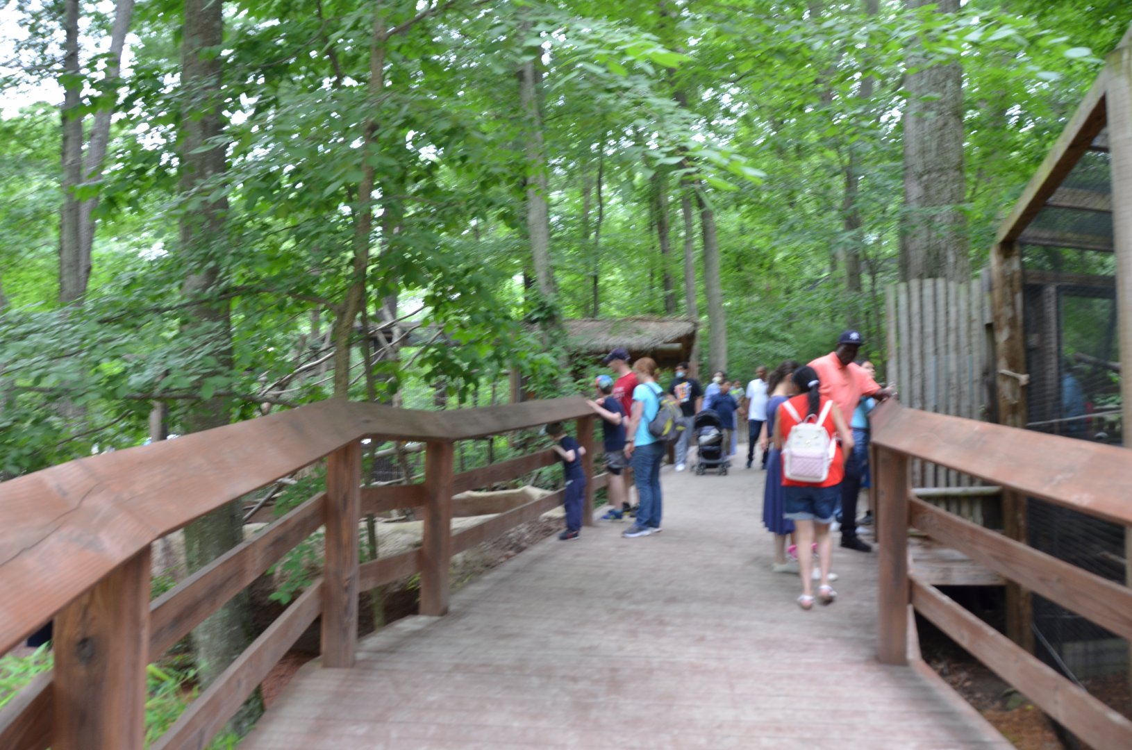 Upper Walkway near the Sloths