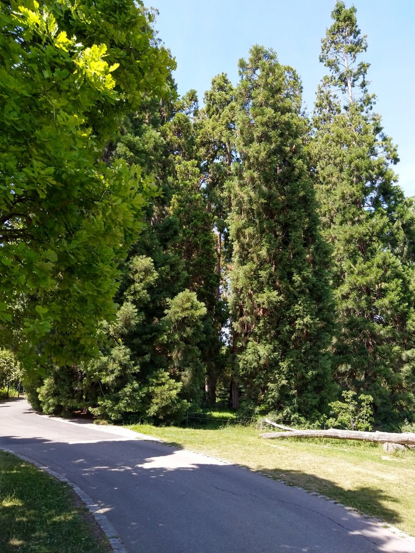 Upper zoo - Giant redwood