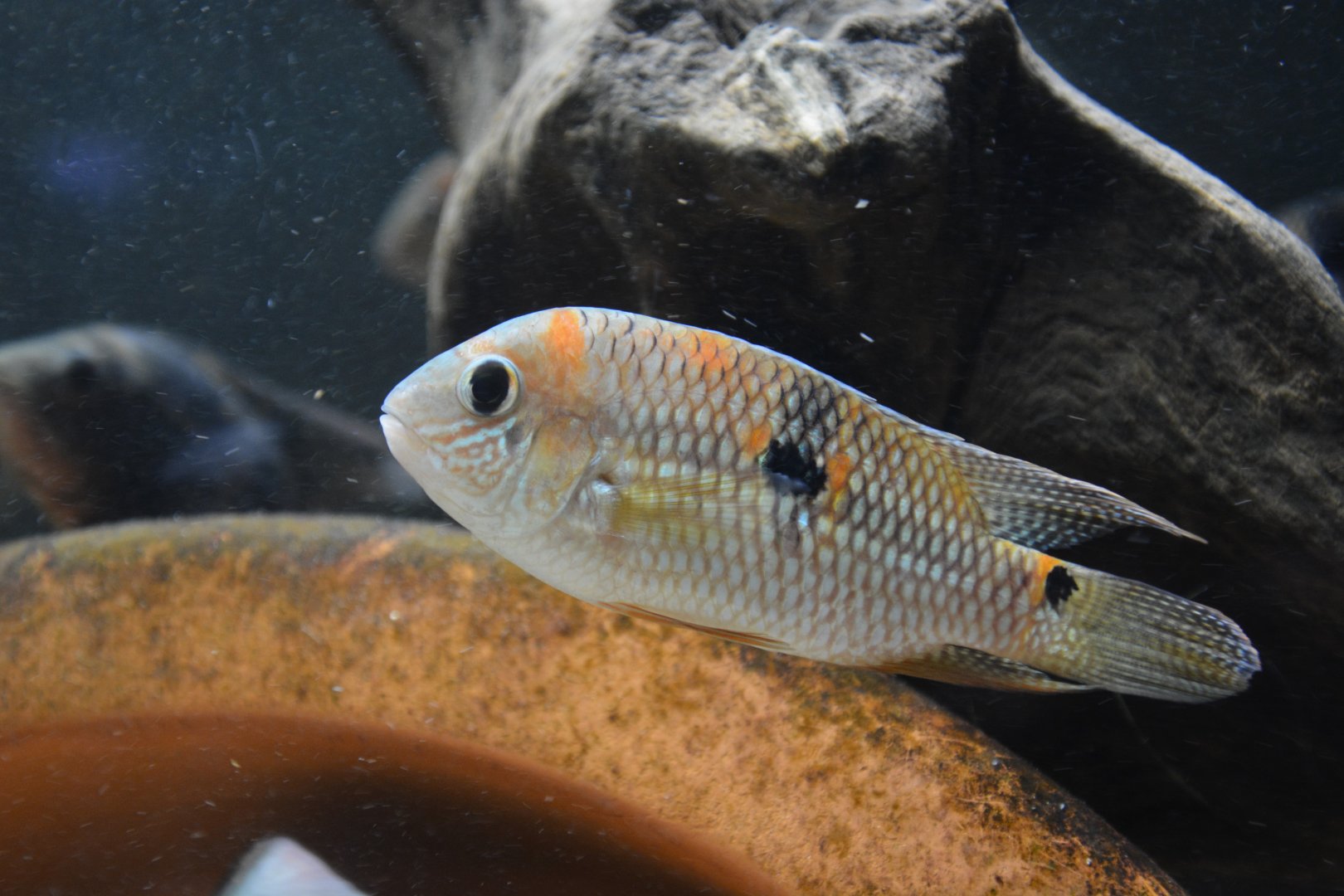 Upperspot cichlid (Aequidens superomaculatum)