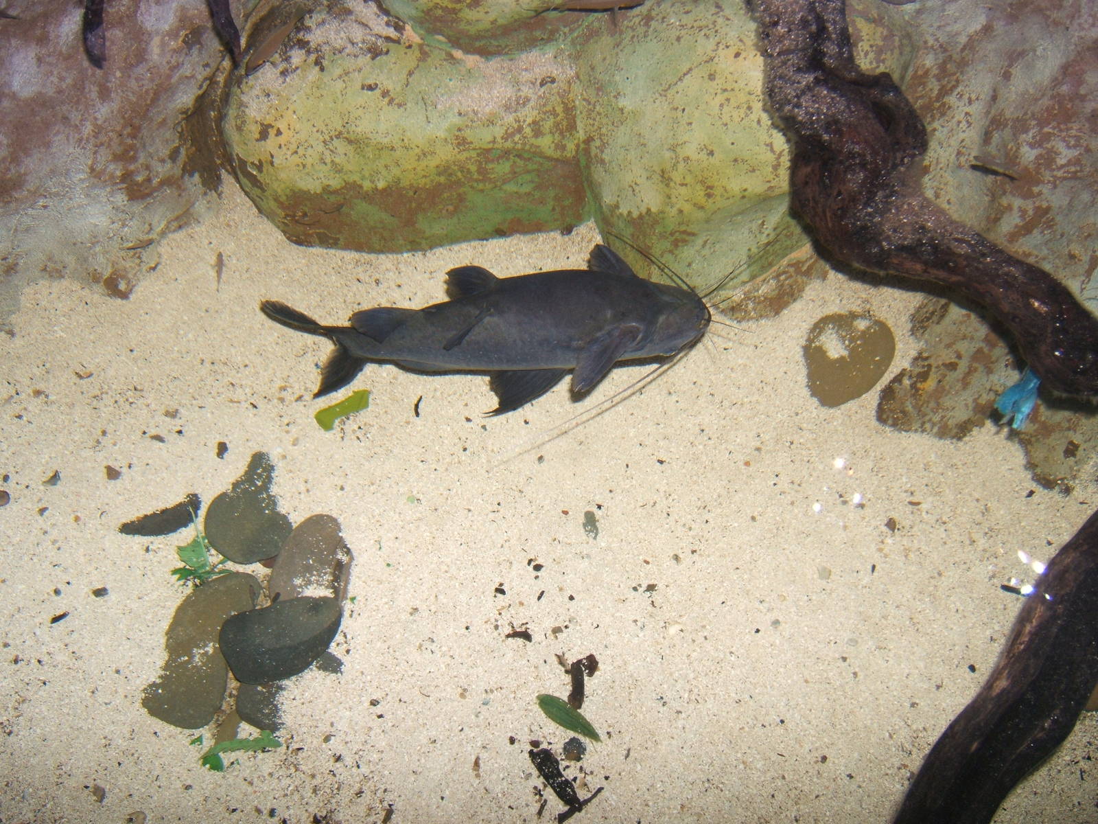 Upside Down Catfish (Mystus leucophasis)