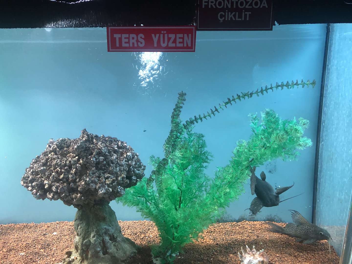 Upside-down catfish (?) tank at the Ankara Domestic Animals Park