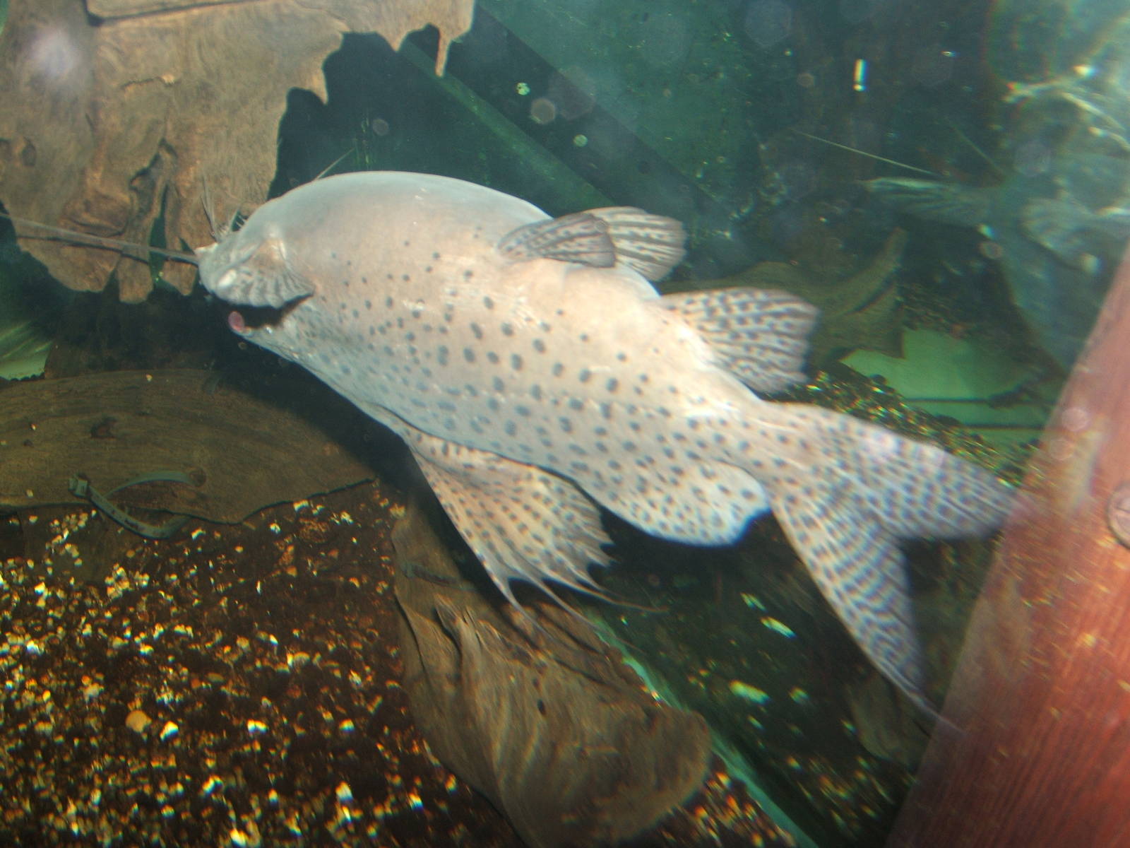 Upside-down Catfish