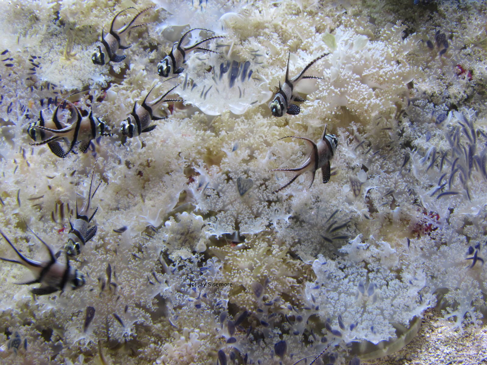 Upside Down Jellies and Banggai Cardinalfish