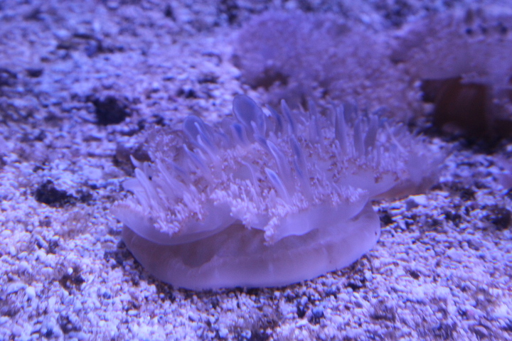 Upside-down jelly (Cassiopea andromeda)
