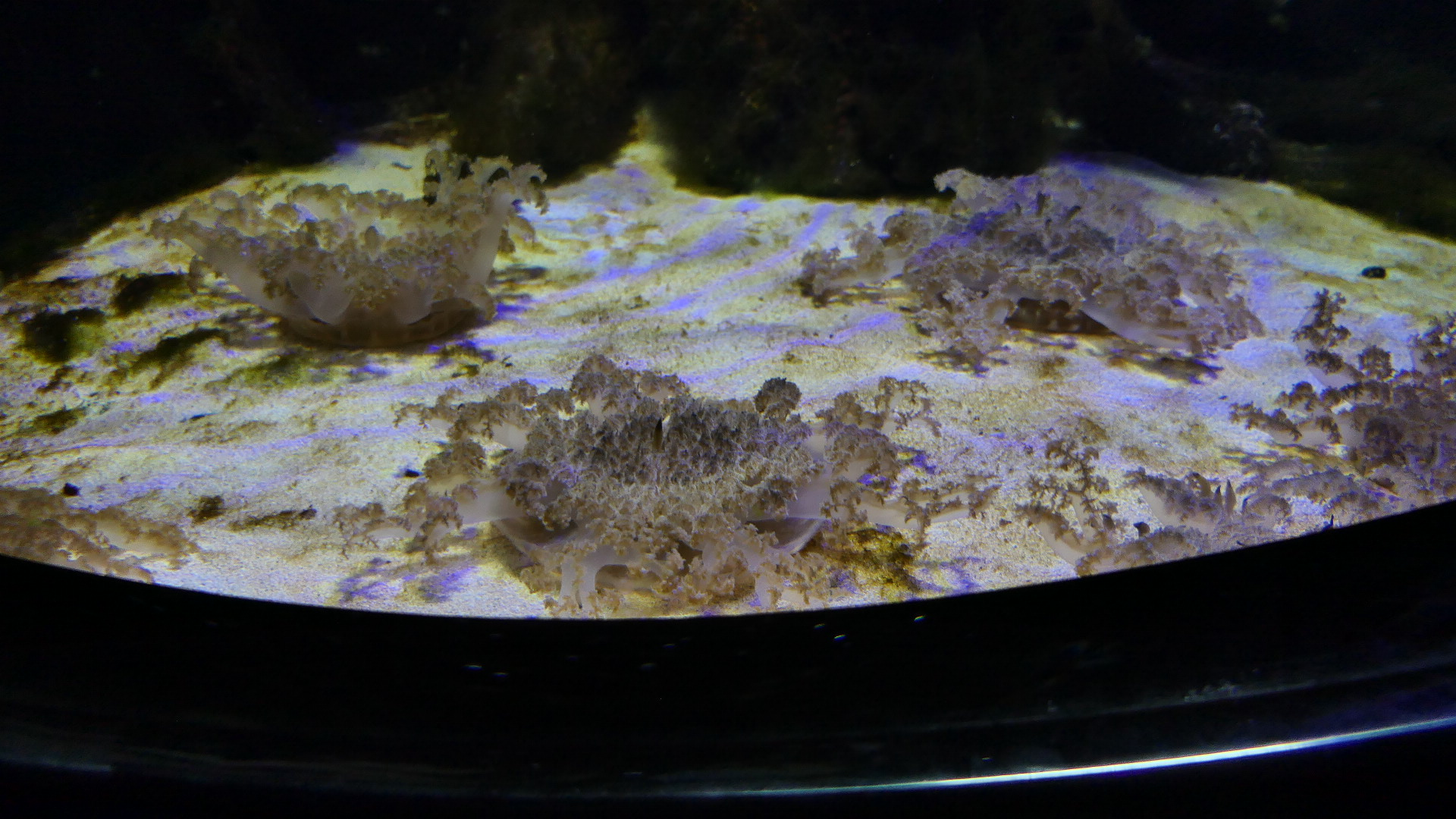 Upside-down Jelly (Cassiopea sp.)