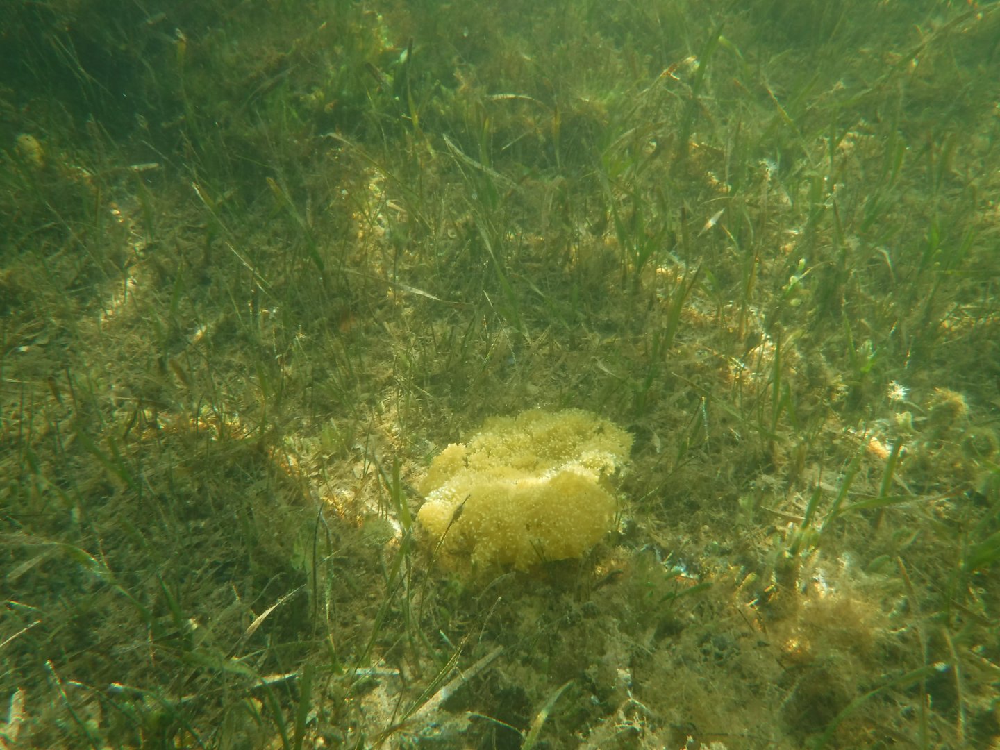 Upside-down jelly, Florida Bay