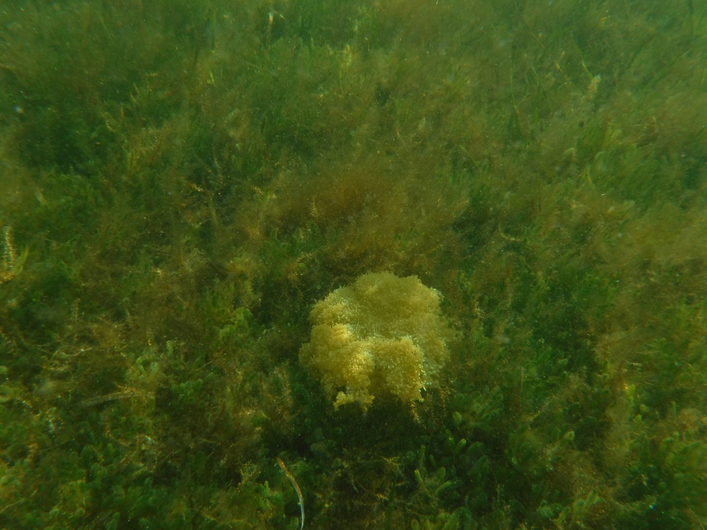 Upside-down jelly, Florida Bay