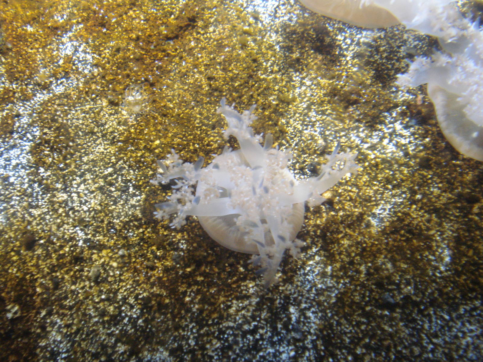 Upside down jellyfish, 02/05/2009